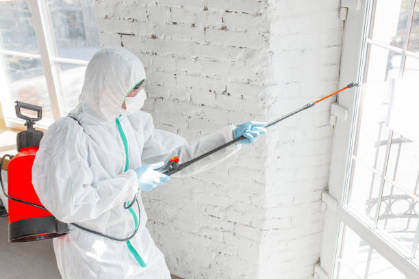 Why You Should Choose Our Mold Remediation Services in Cottonwood Shores, TX